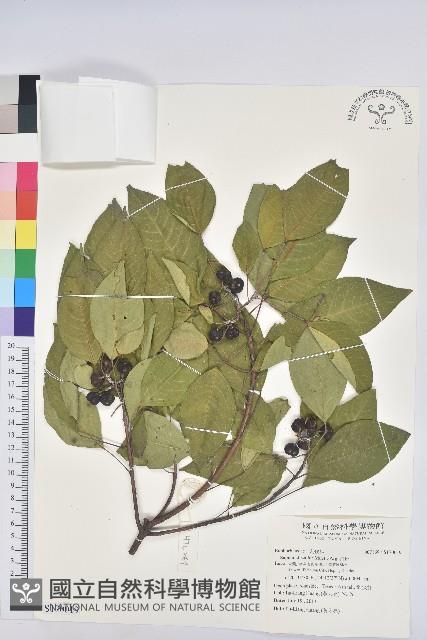 白臼藏品圖，第1張