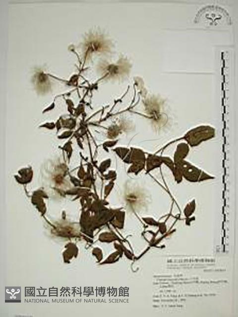 小木通藏品圖，第1張