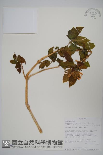 登錄號:S101019藏品圖，第1張