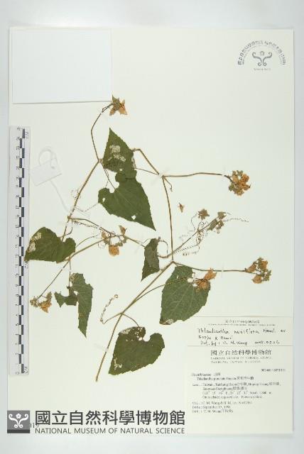 青牛膽藏品圖，第1張