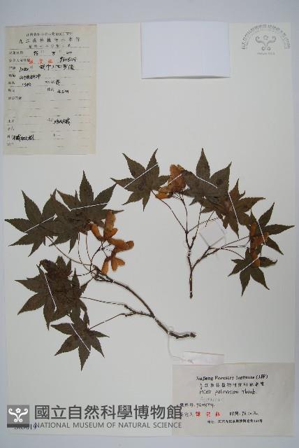 雞爪槭藏品圖，第1張