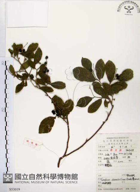 灰木藏品圖，第1張