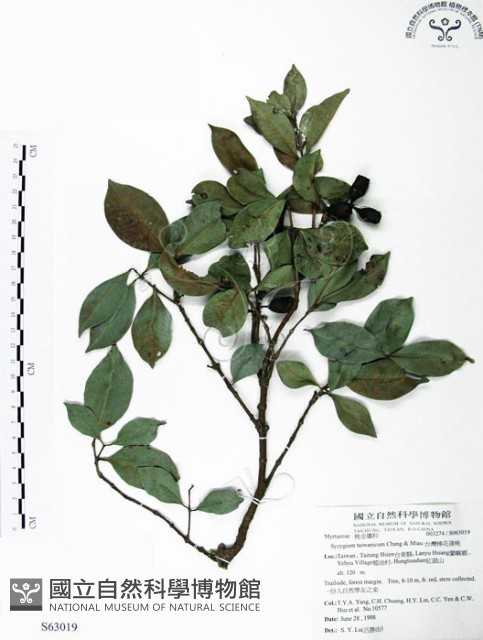 台灣棒花蒲桃藏品圖，第1張