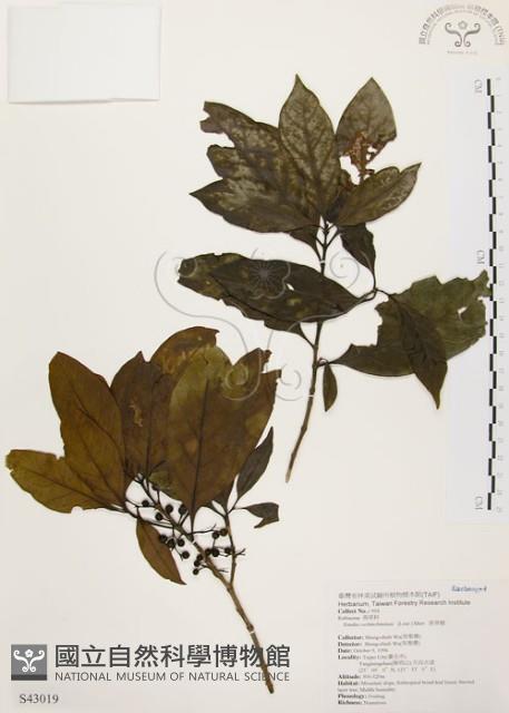 茜草樹藏品圖，第1張