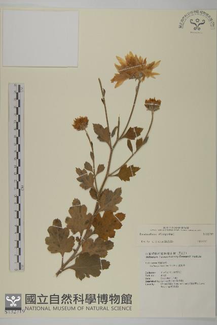 登錄號:S132719藏品圖，第1張