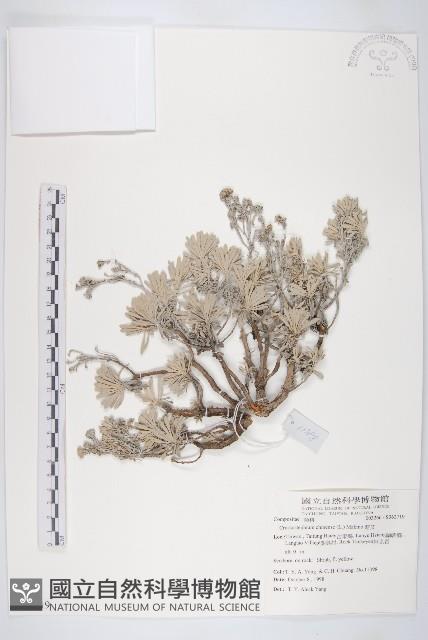 蘄艾、芙蓉菊藏品圖，第1張