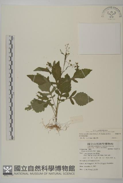 茯苓菜藏品圖，第1張