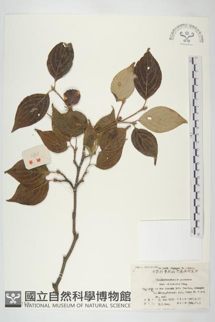 四照花藏品圖，第1張