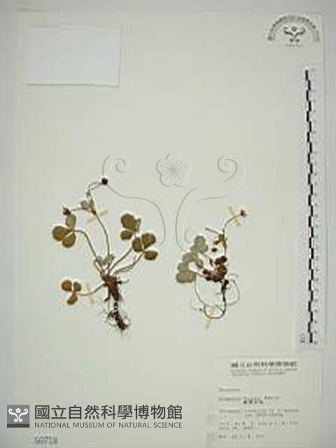 臺灣草莓藏品圖，第1張