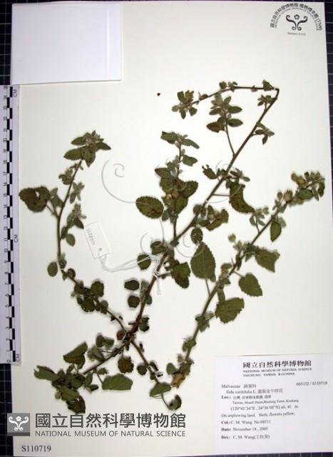 圓葉金午時花藏品圖，第1張