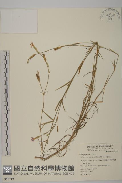 石竹、洛陽花、剪絨花藏品圖，第1張