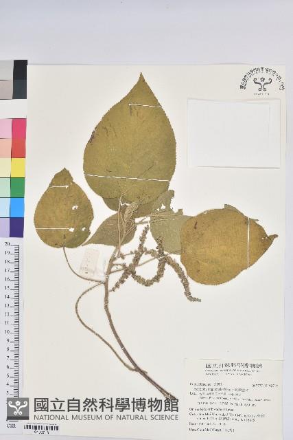 臺灣鐵莧藏品圖，第1張