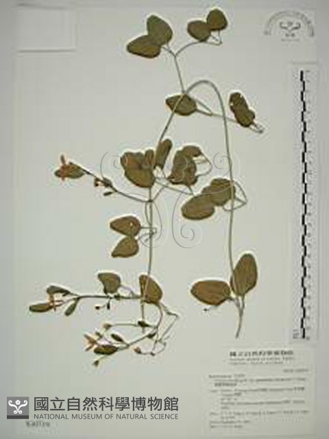 鵝鑾鼻鐵線蓮藏品圖，第1張