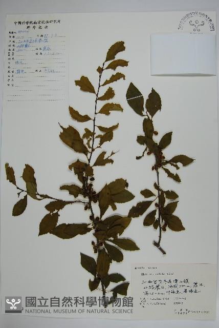 鼠李冬青、滿樹星藏品圖，第1張