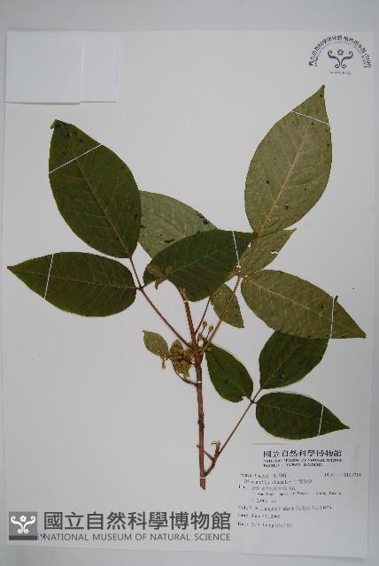 臺灣藤漆藏品圖，第1張