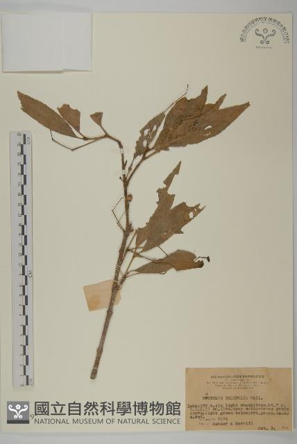 茶葉衛毛藏品圖，第1張