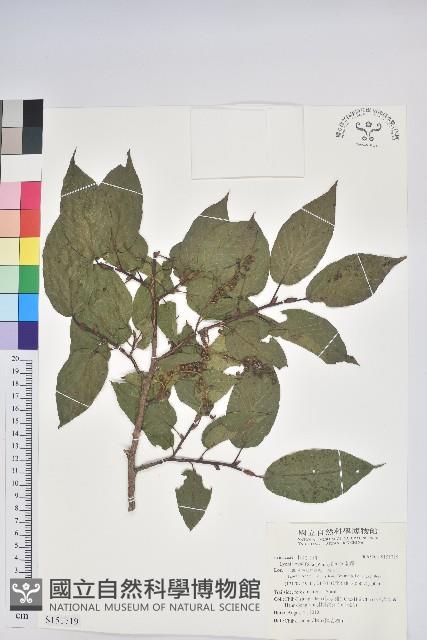 南燭藏品圖，第1張