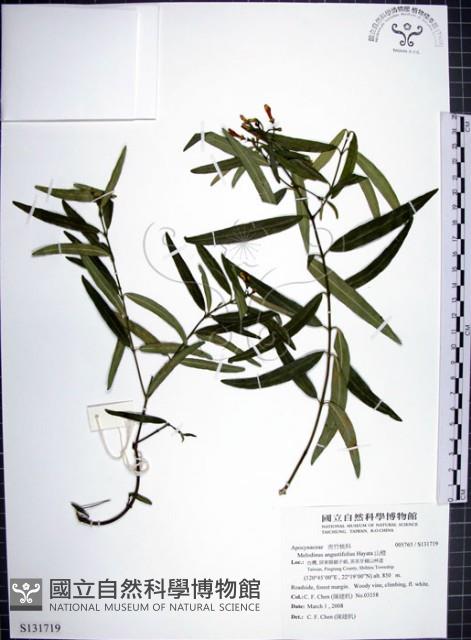 山橙藏品圖，第1張