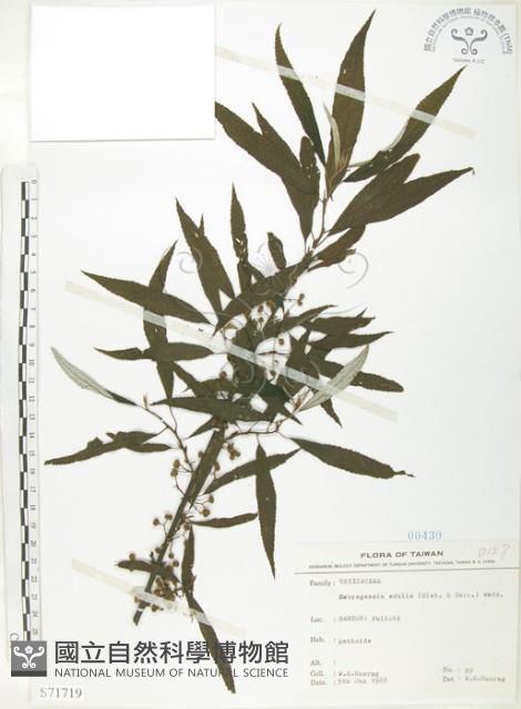 水麻藏品圖，第1張