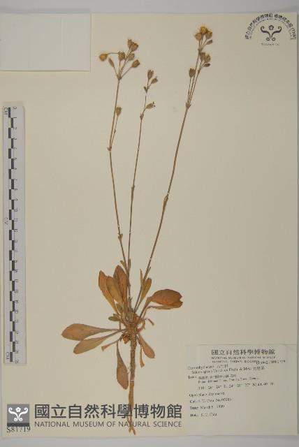 女婁菜藏品圖，第1張