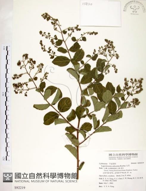 九芎藏品圖，第1張