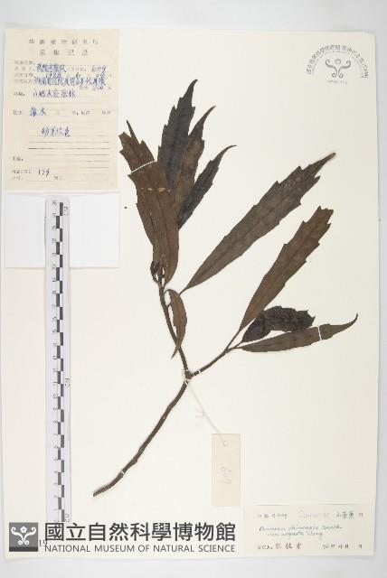 狹葉桃葉珊瑚藏品圖，第1張