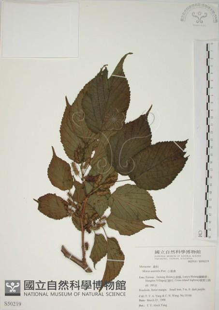 小桑樹藏品圖，第1張