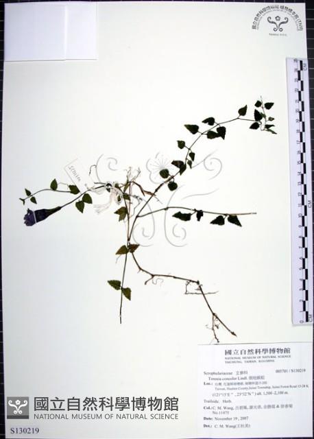 倒地蜈蚣藏品圖，第1張