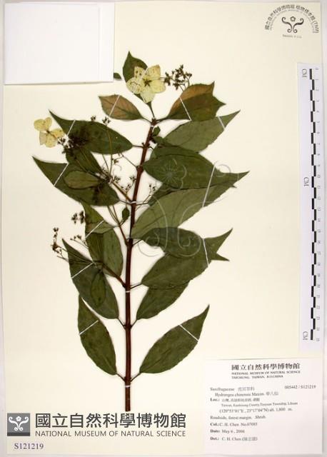 華八仙藏品圖，第1張