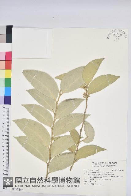 烏芙蓉藏品圖，第1張