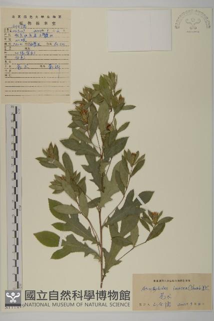 蒼朮、茅朮藏品圖，第1張