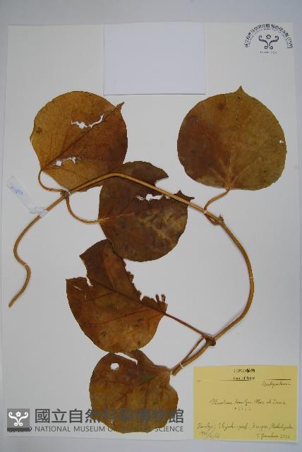 假防己藏品圖，第1張