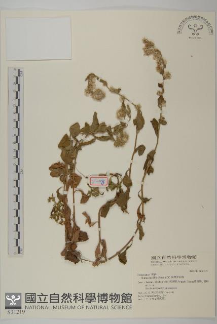 裂葉艾納香藏品圖，第1張