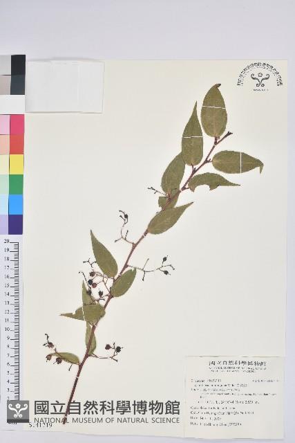 白珠樹藏品圖，第1張