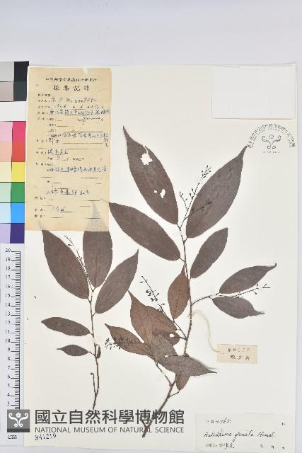 Accession Number:S041219 Collection Image