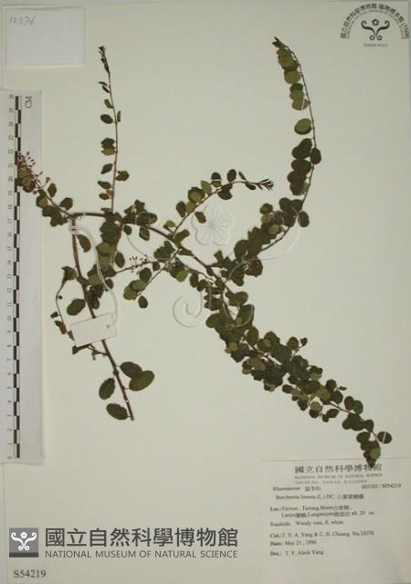 小葉黃鱔藤藏品圖，第1張