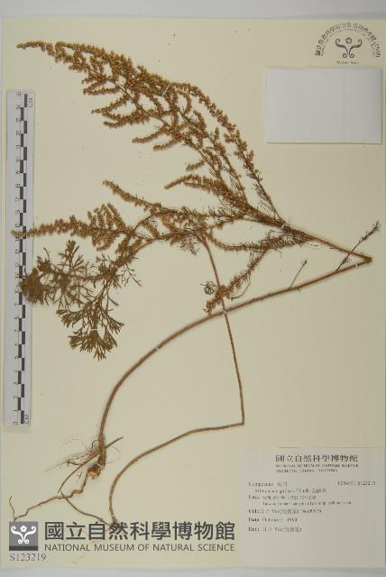 茵蔯蒿藏品圖，第1張