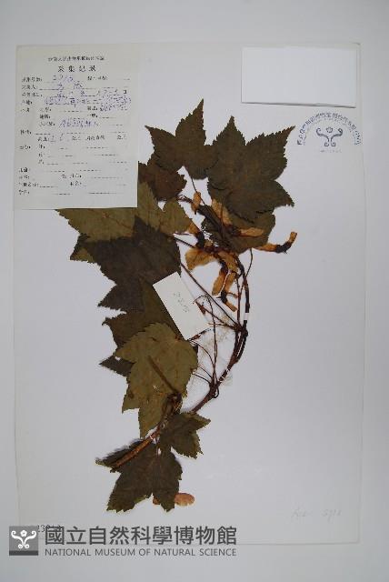 登錄號:S023219藏品圖，第1張