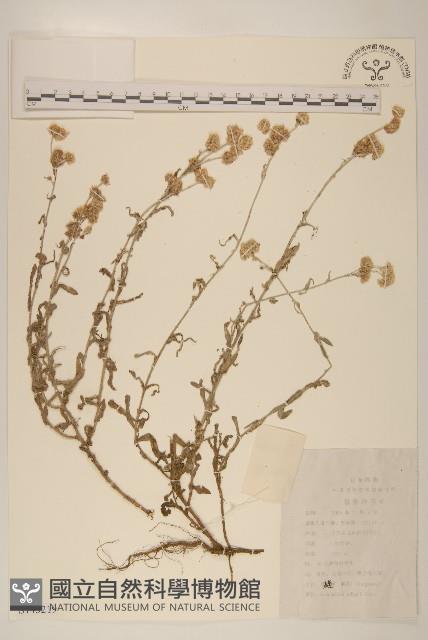 鼠麴草藏品圖，第1張