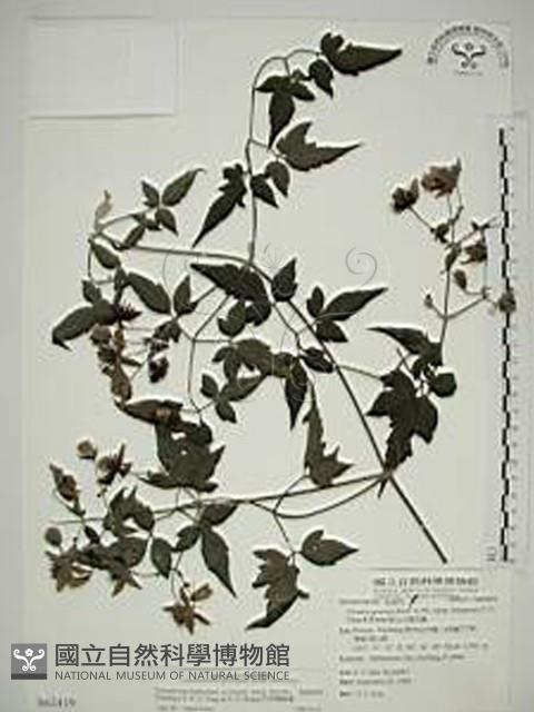 巴氏鐵線蓮藏品圖，第1張