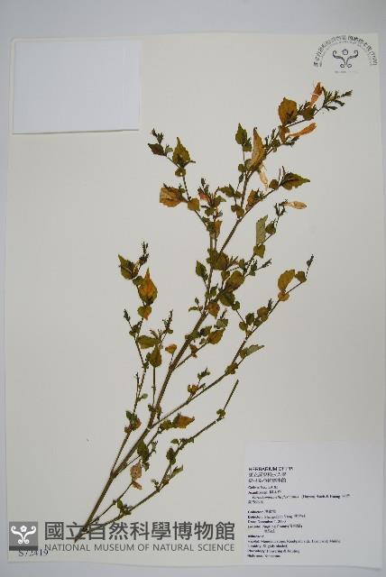 曲莖馬藍藏品圖，第1張