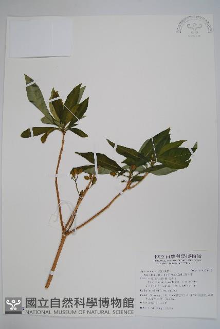 蘿芙木藏品圖，第1張