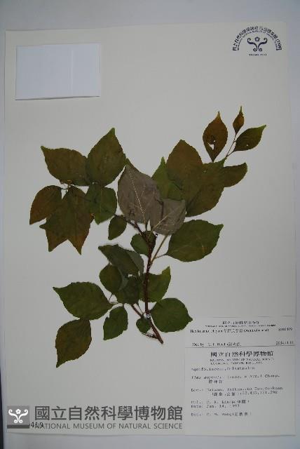 草野氏冬青藏品圖，第1張