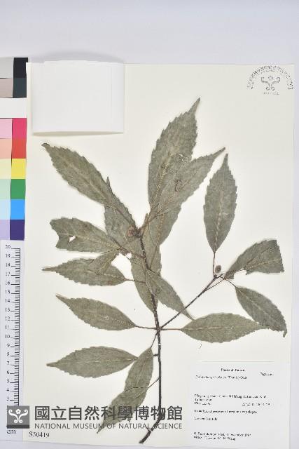 青剛櫟、鐵椆藏品圖，第1張