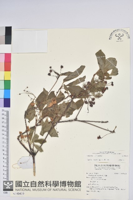 登錄號:S140419藏品圖，第1張