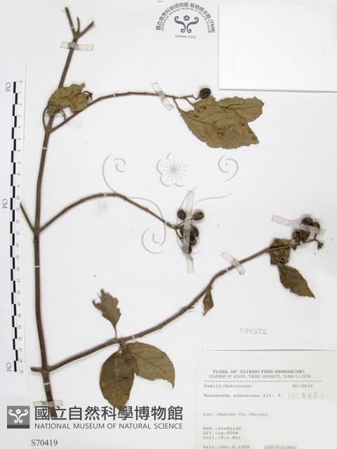 毛玉葉金花藏品圖，第1張