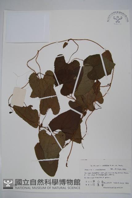 馬兜鈴藏品圖，第1張