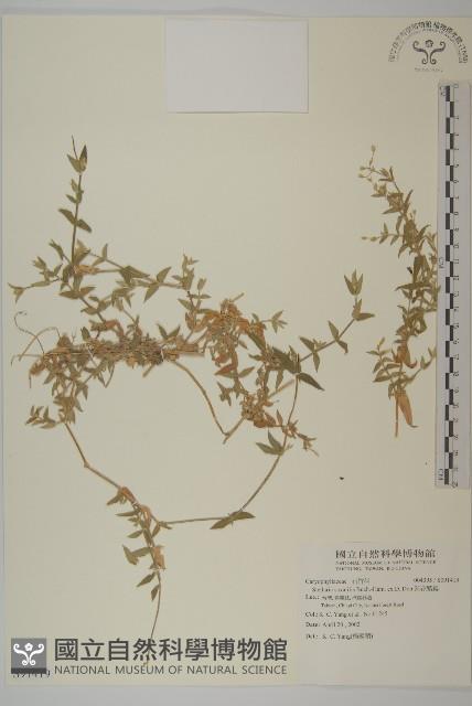 疏花繁縷藏品圖，第1張