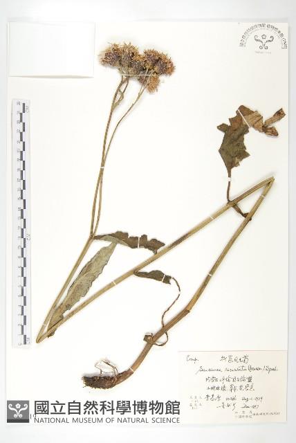 折苞鳳毛菊藏品圖，第1張