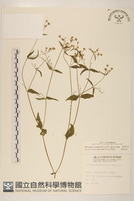 粗毛小米菊藏品圖，第1張